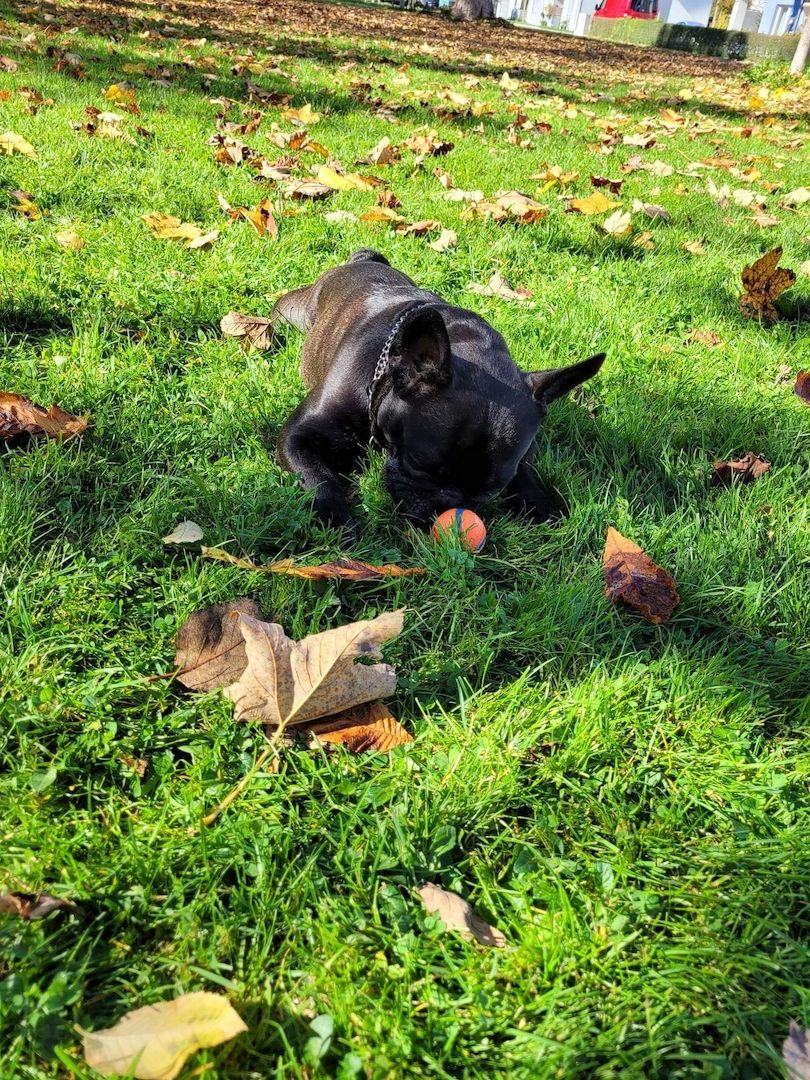 Französische Bulldogge