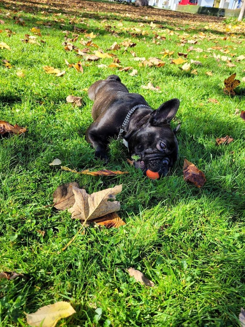 Französische Bulldogge