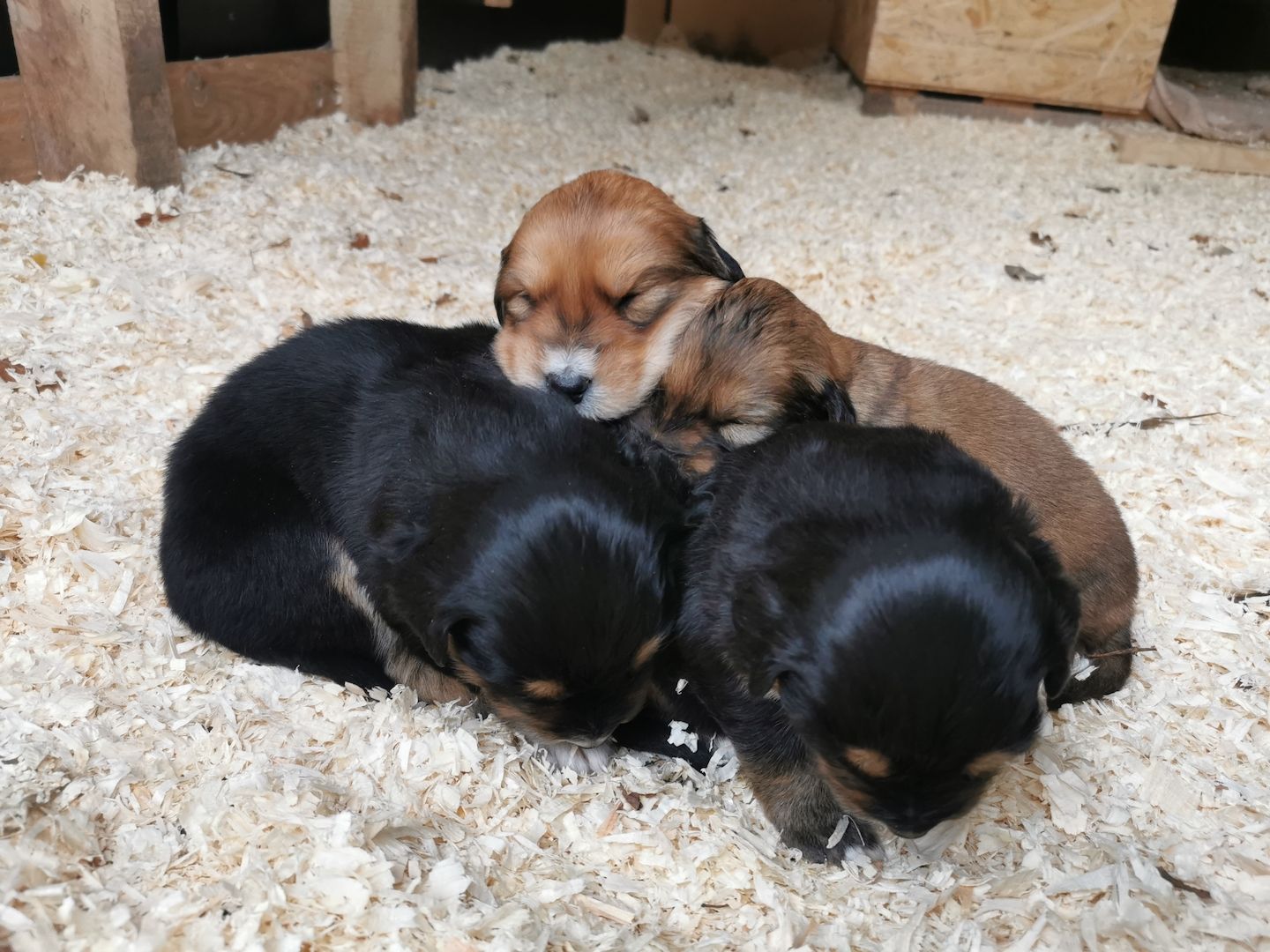 Hovawart Mischling Hundewelpen