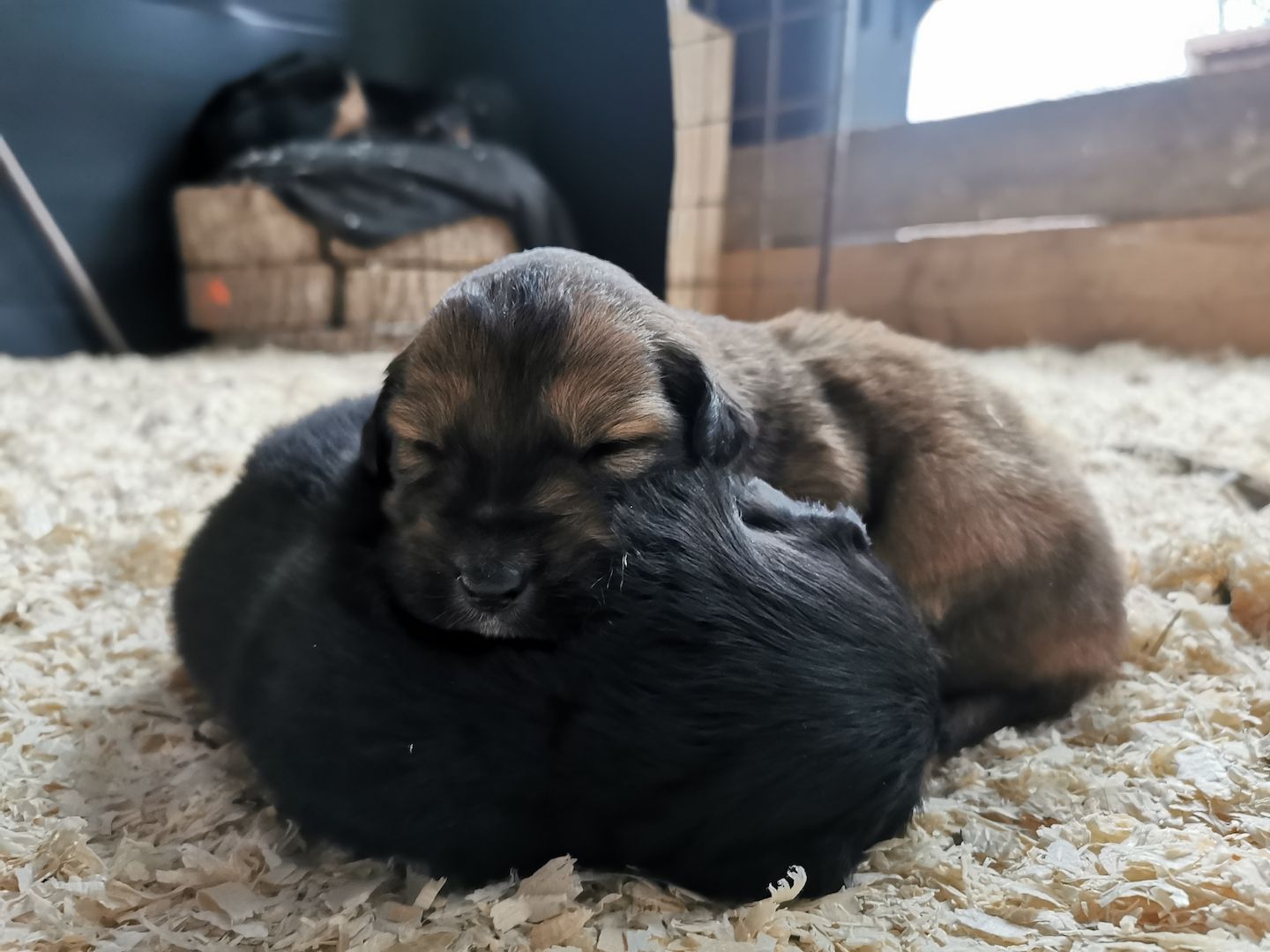 Hovawart Mischling Hundewelpen