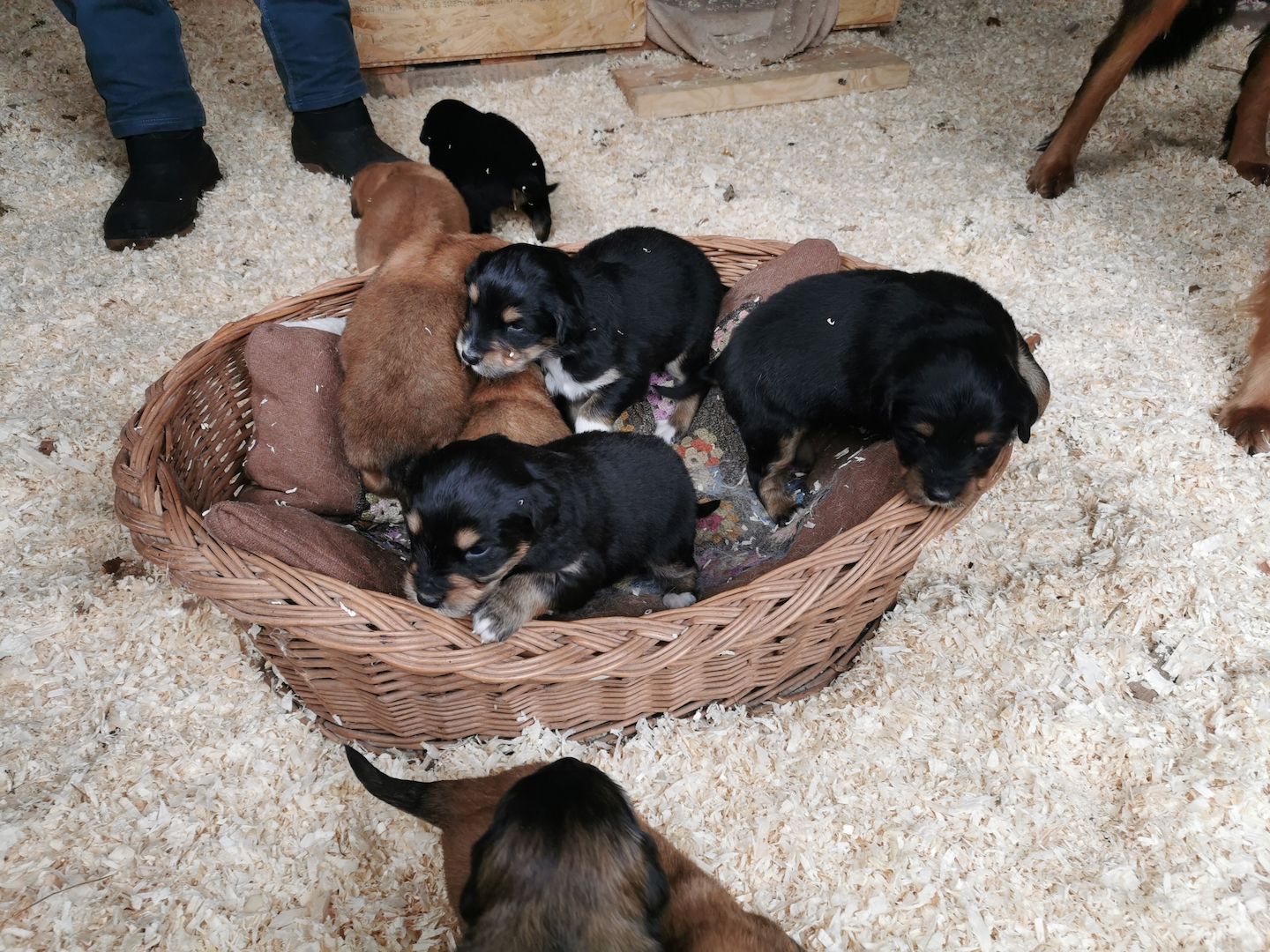 Hovawart Mischling Hundewelpen