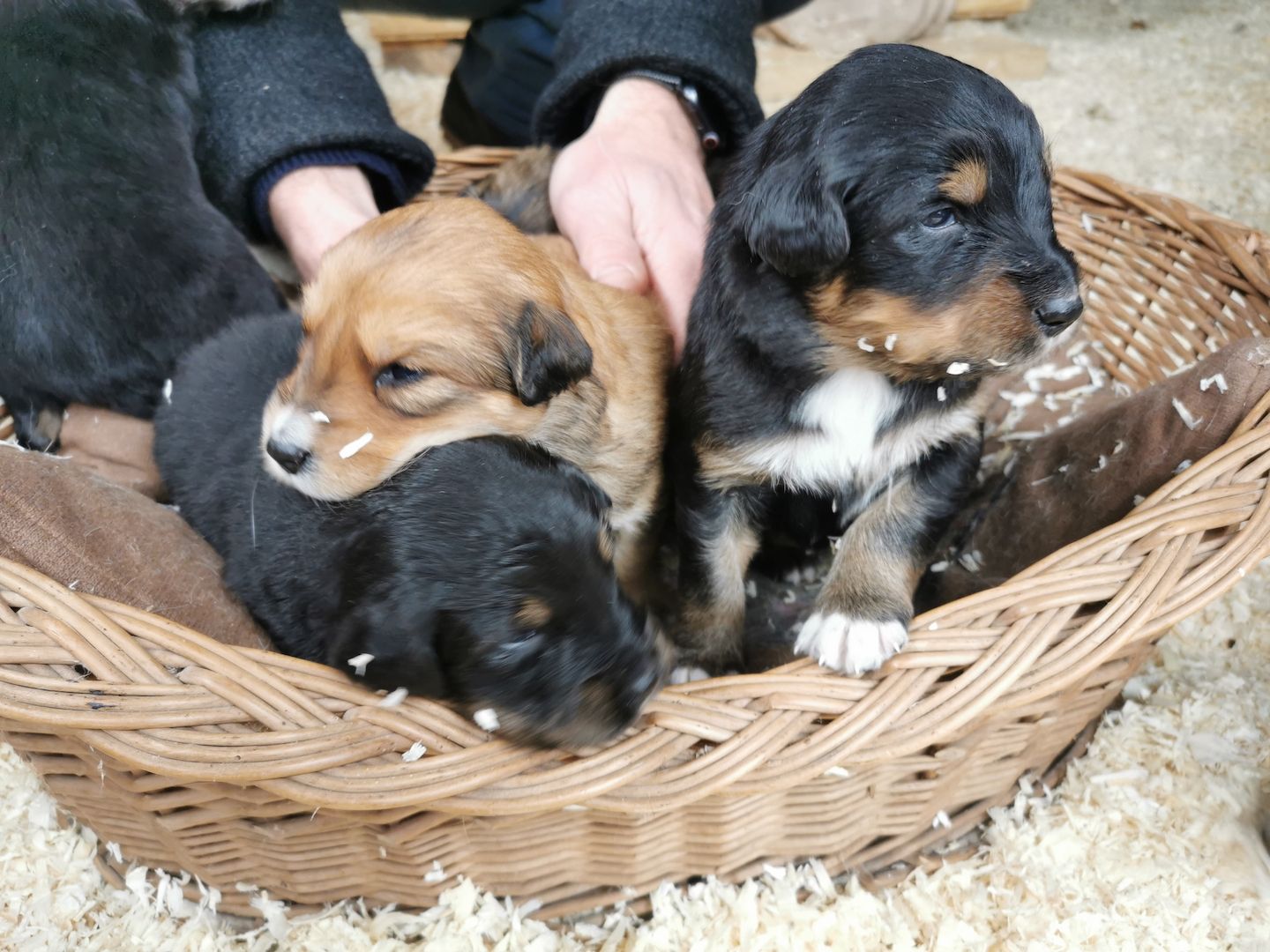 Hovawart Mischling Hundewelpen