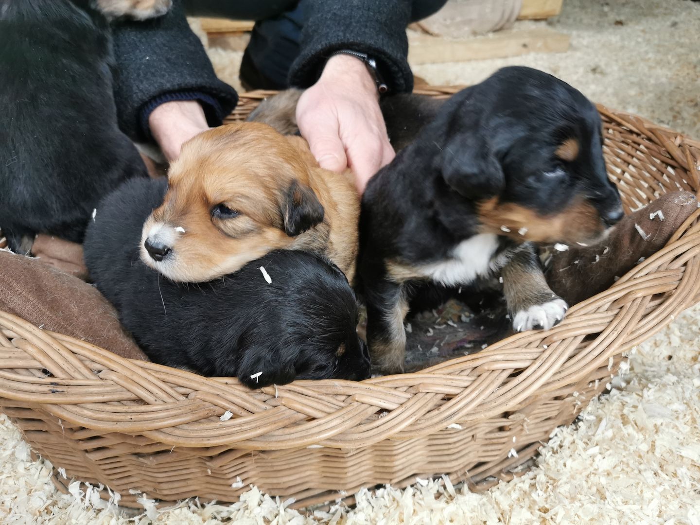 Hovawart Mischling Hundewelpen