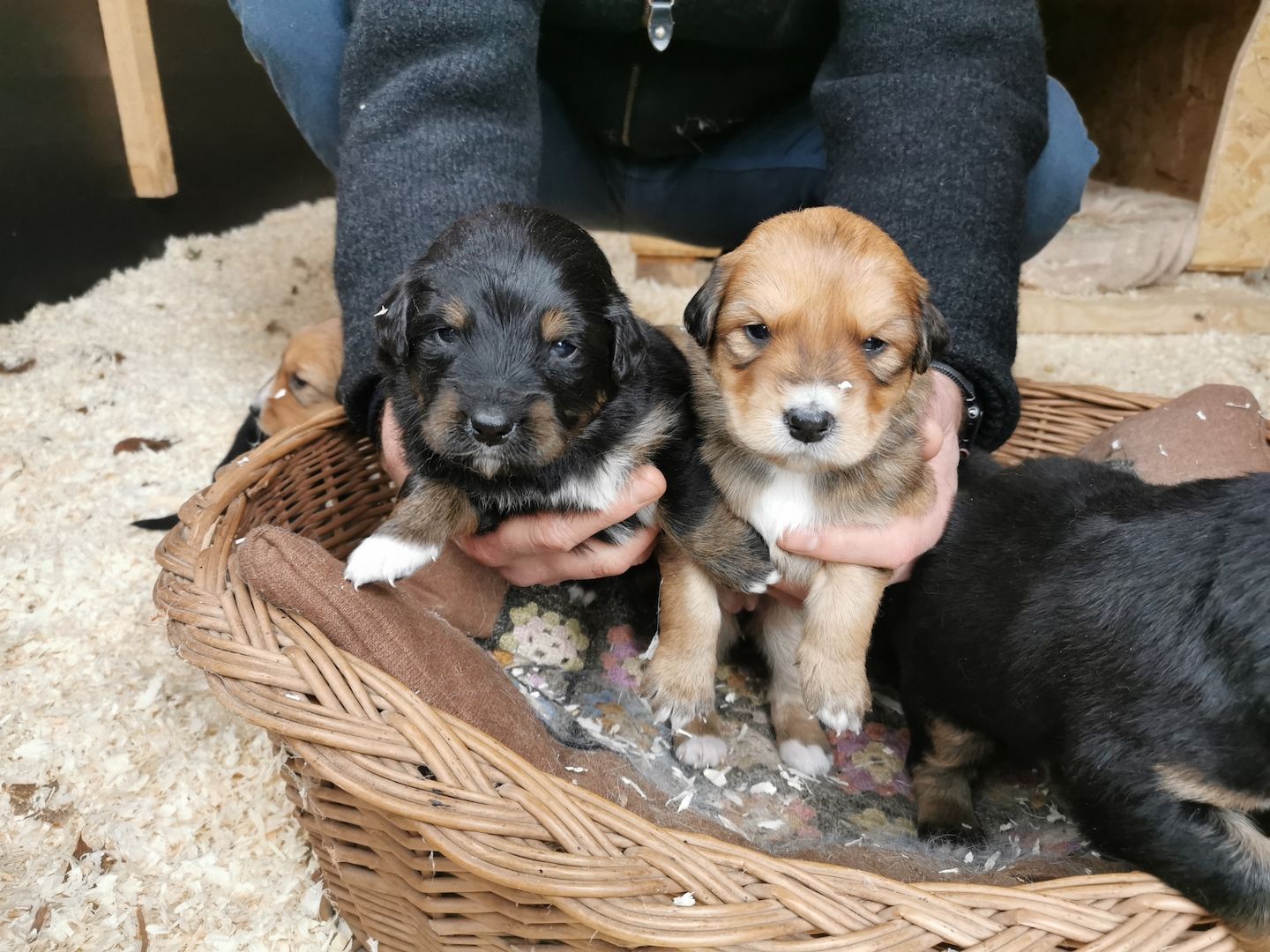 Hovawart Mischling Hundewelpen