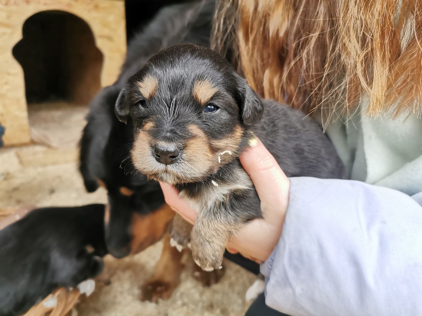 Hovawart Mischling Hundewelpen