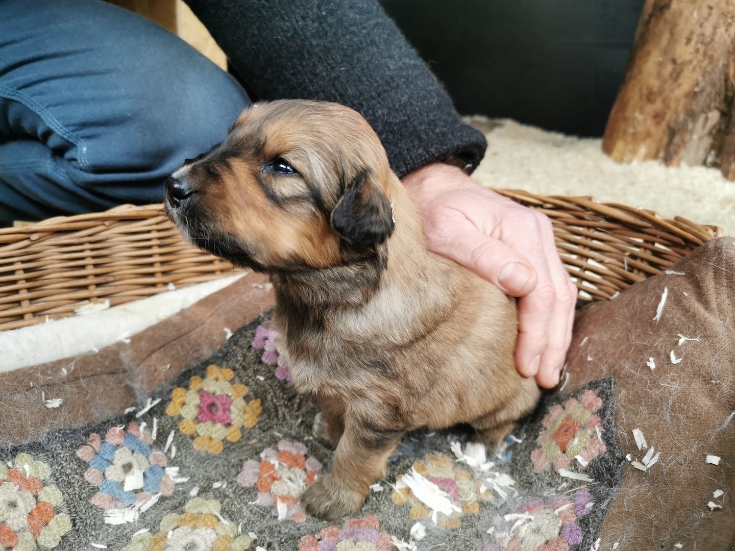 Hovawart Mischling Hundewelpen