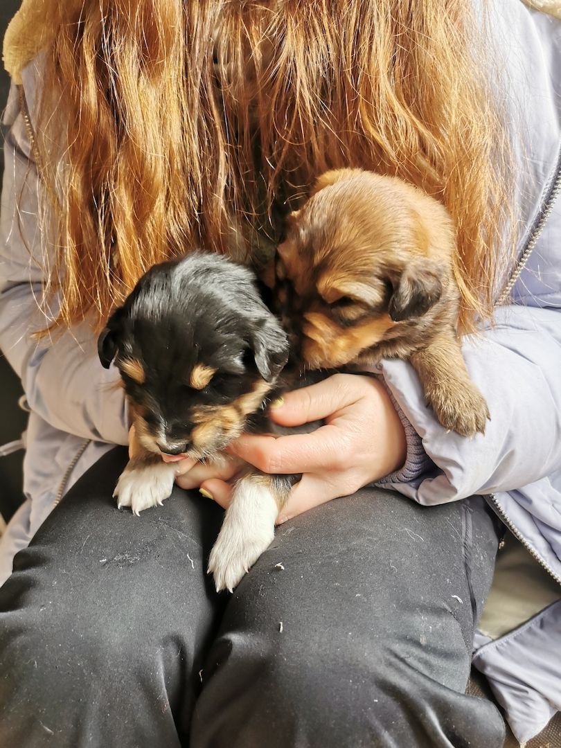 Hovawart Mischling Hundewelpen