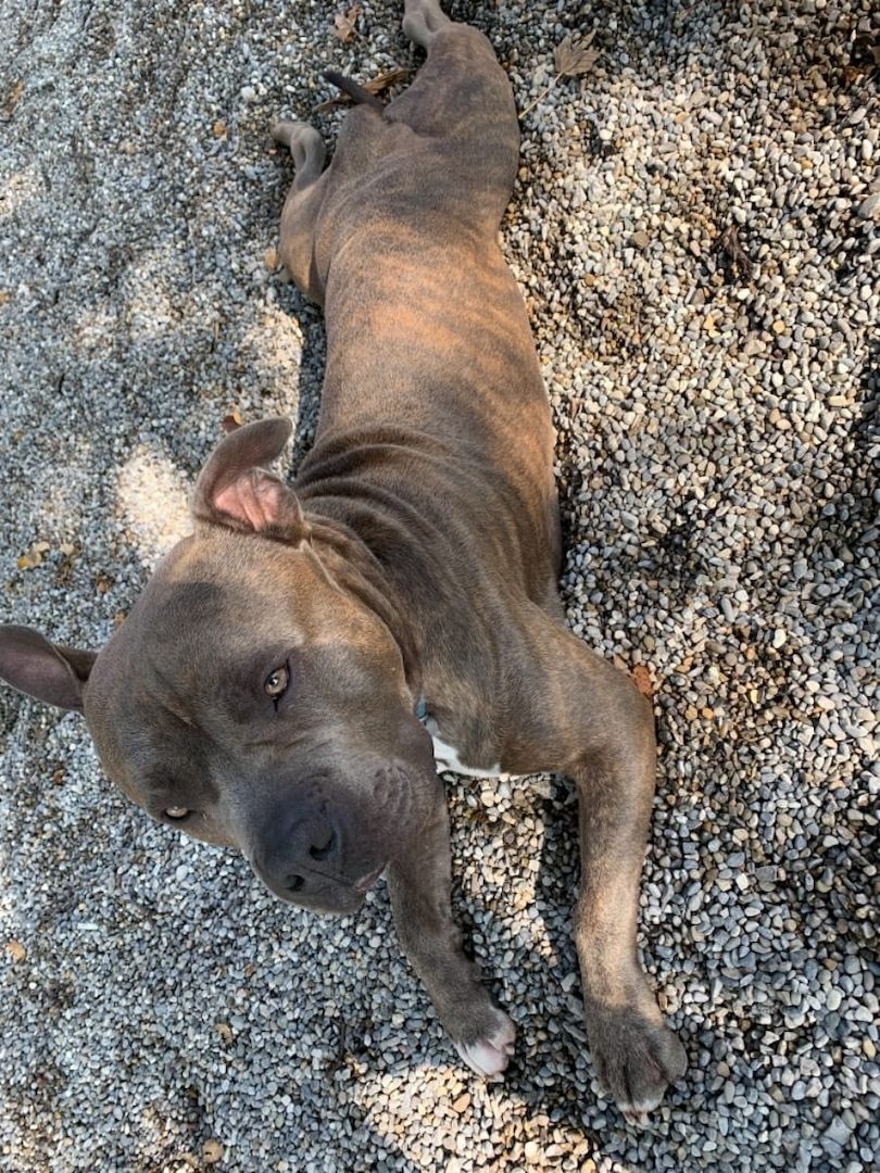 Chico sucht ein neues Zuhause Chico sucht ein neues Zuhause