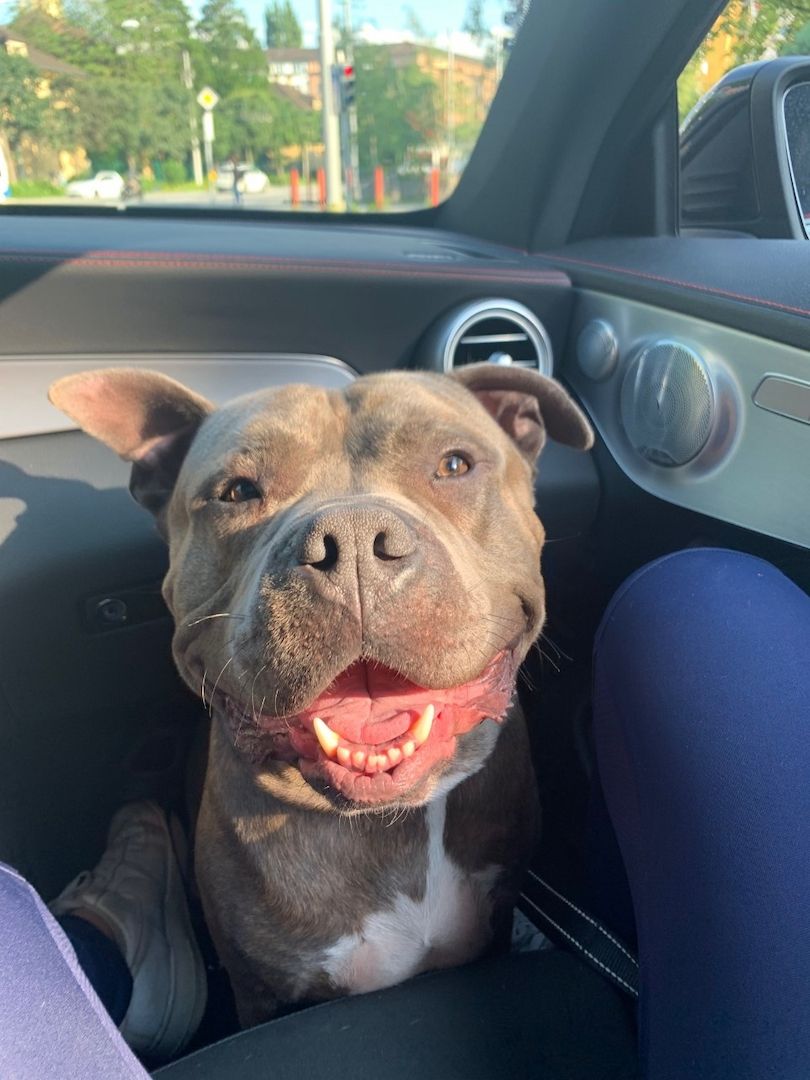 Chico sucht ein neues Zuhause Chico sucht ein neues Zuhause