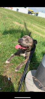 Chico sucht ein neues Zuhause Chico sucht ein neues Zuhause