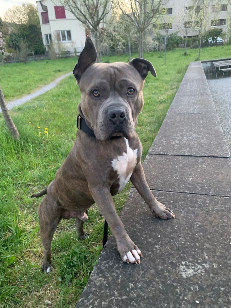 Chico sucht ein neues Zuhause Chico sucht ein neues Zuhause