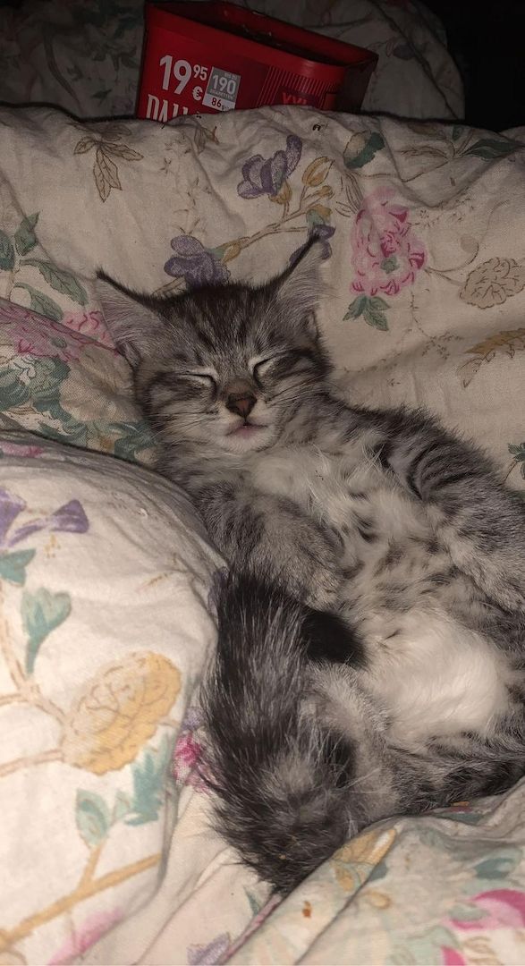 Kater 7 Monate abzugeben