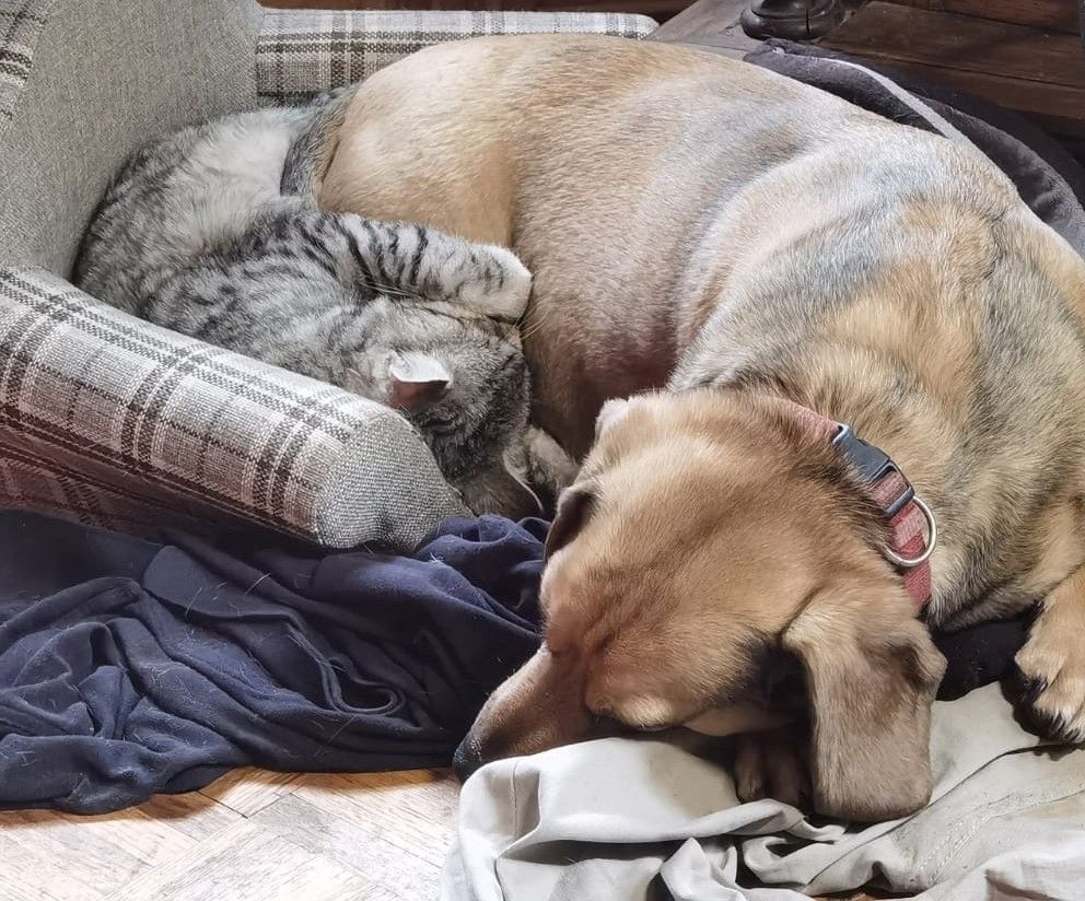 Kater 7 Monate abzugeben