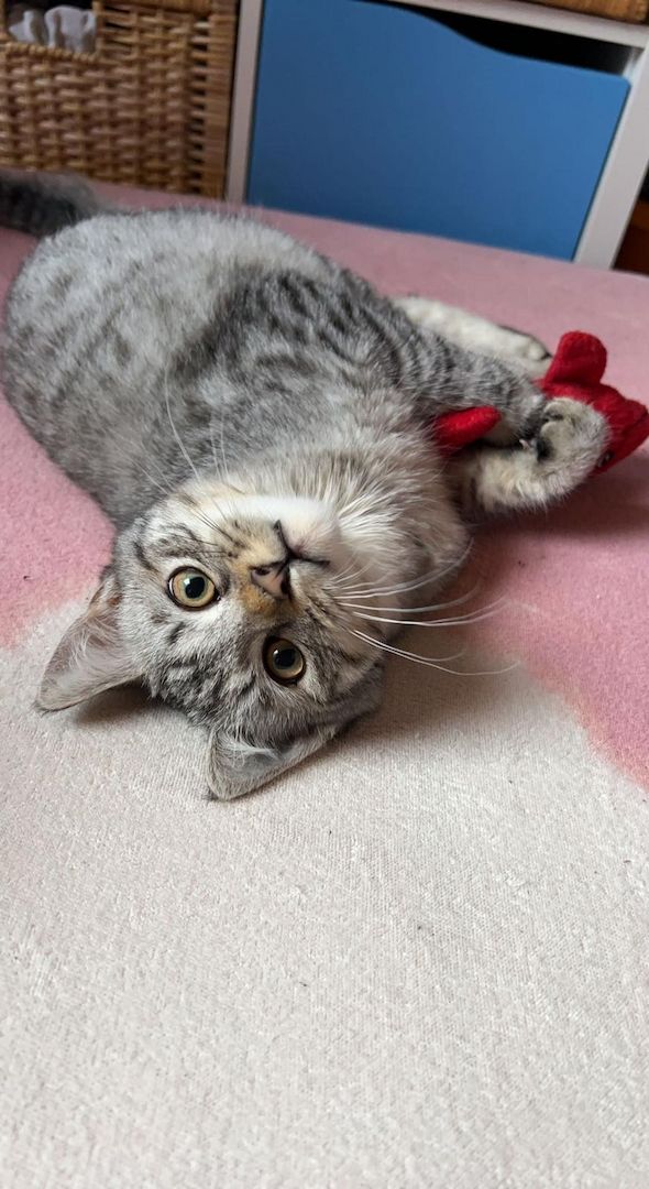 Kater 7 Monate abzugeben