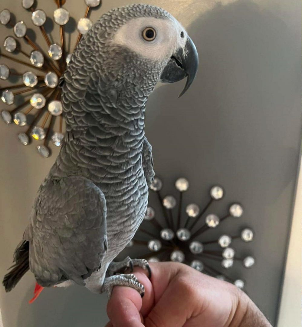 Weiblicher Graupapagei zu verkaufen