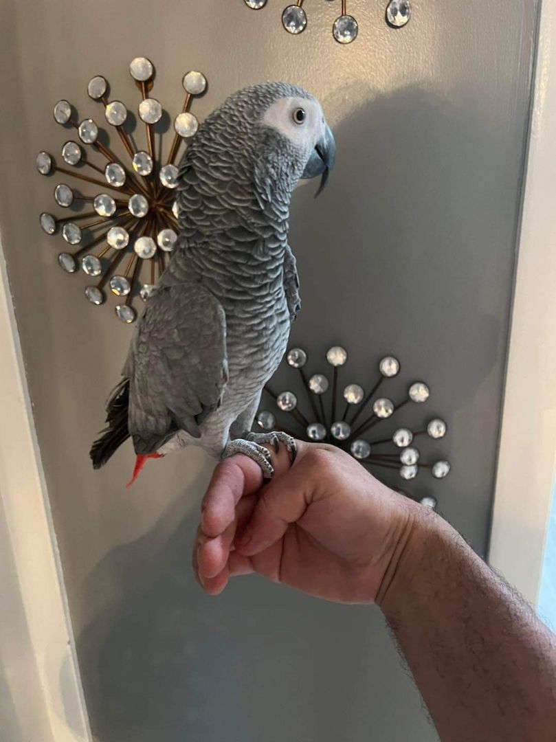 Weiblicher Graupapagei zu verkaufen