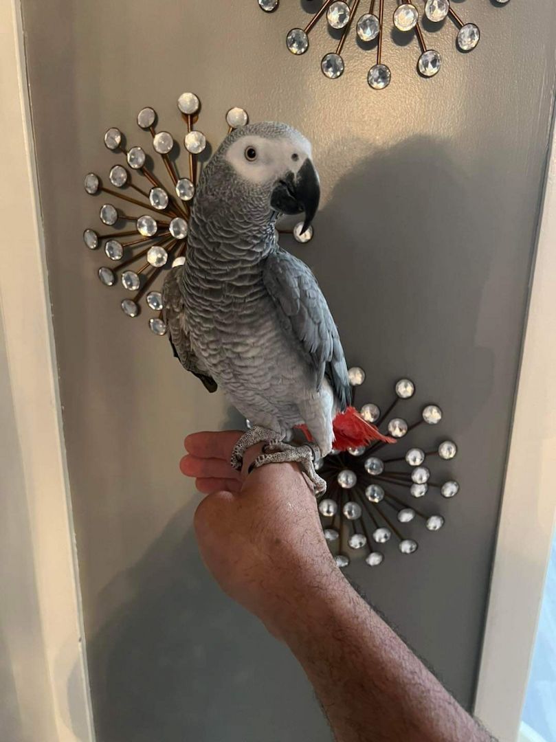 Weiblicher Graupapagei zu verkaufen