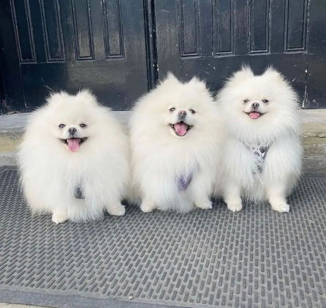 KC, XSMALL CHAMP BLOODLINES POMMER WELPEN