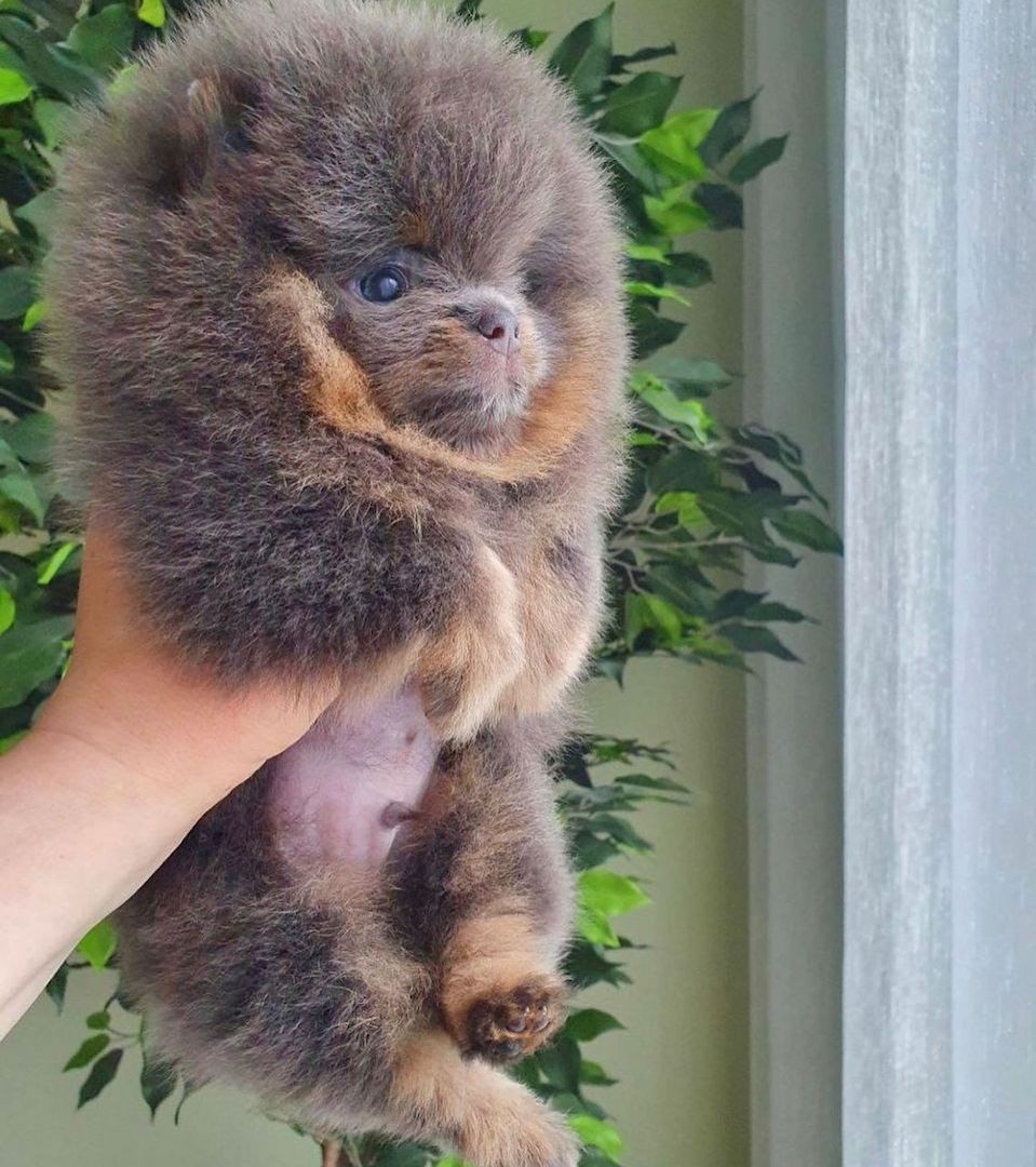 Seltene schwarzgesichtige pommersche Welpen