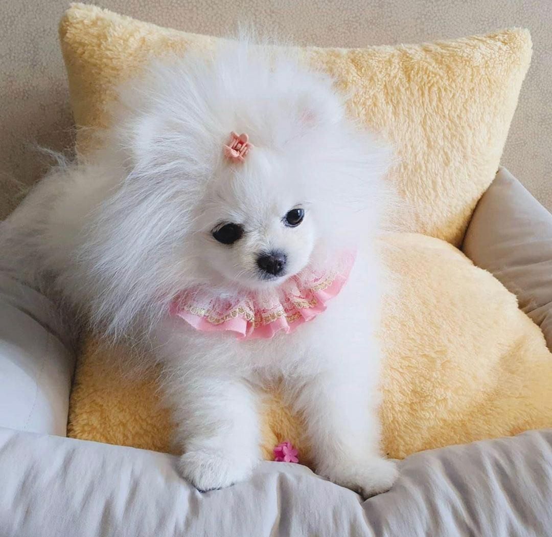 Wunderbares Super-Mini-Baby.