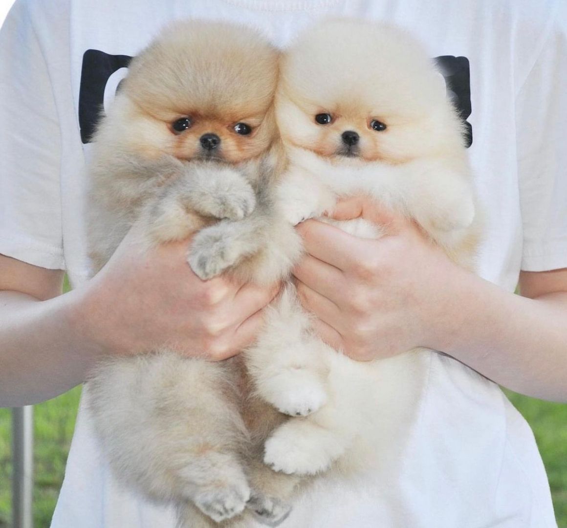 Atemberaubende pommersche Babys.