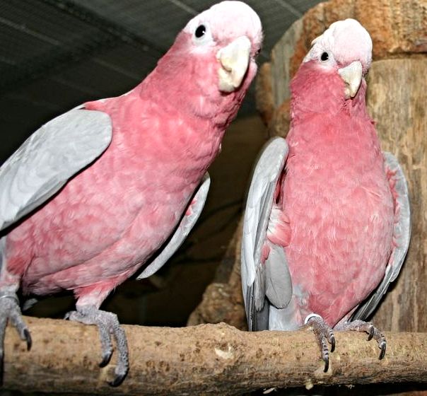 Rosa-Kakadu-Pärchen Rosa-Kakadu-Pärchen