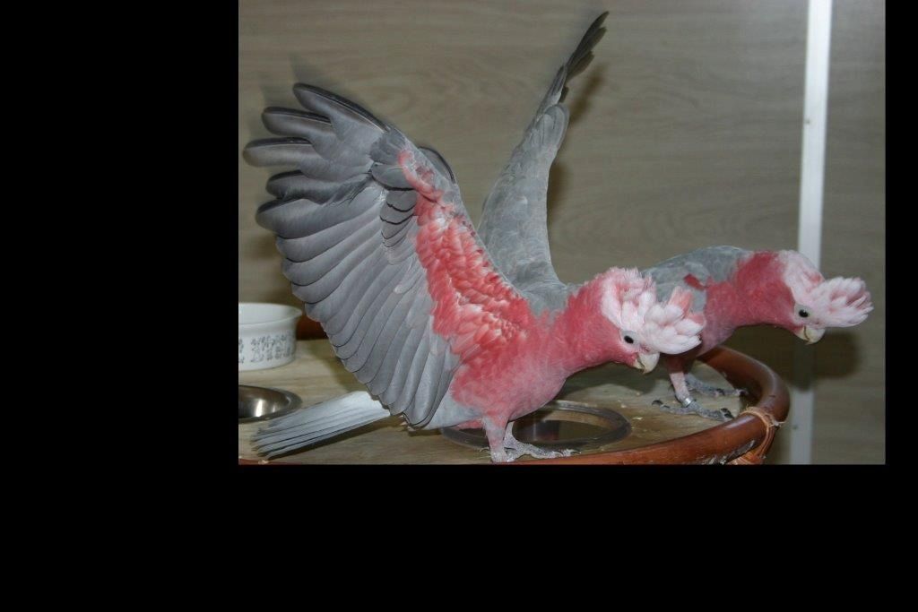 Rosa-Kakadu-Pärchen Rosa-Kakadu-Pärchen