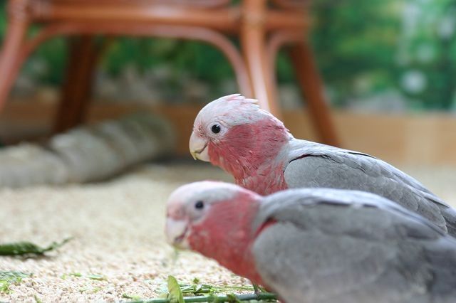 Rosa-Kakadu-Pärchen Rosa-Kakadu-Pärchen