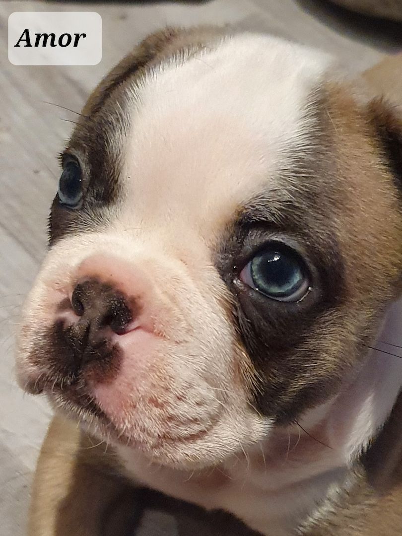 Französischer Bulldogge Welpe sucht seine Familie
