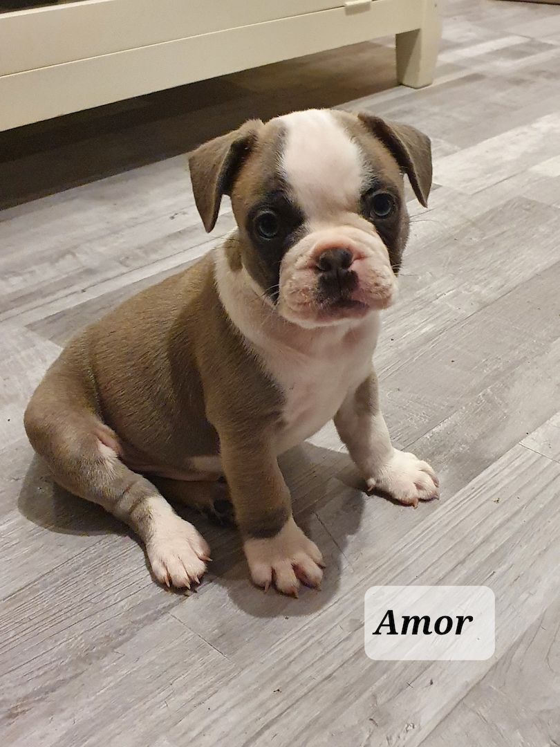 Französischer Bulldogge Welpe sucht seine Familie