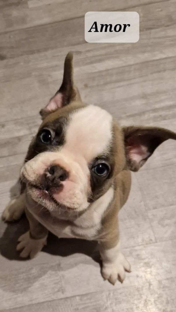 Französischer Bulldogge Welpe sucht seine Familie