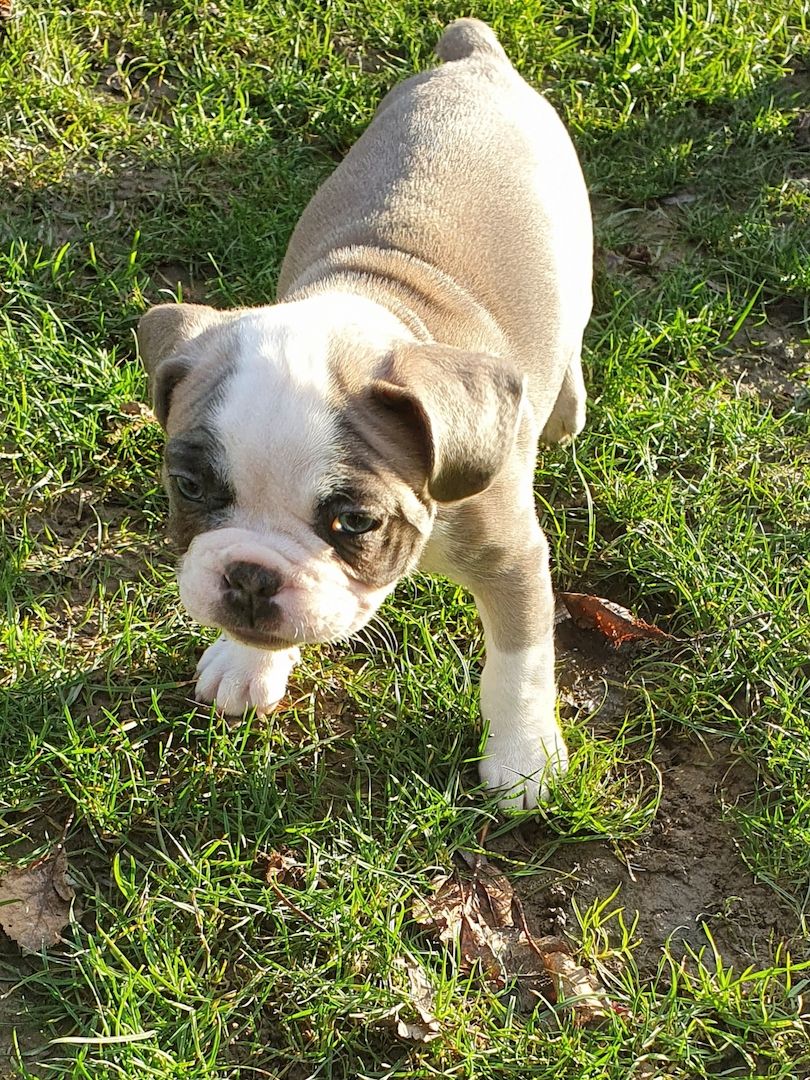 Französischer Bulldogge Welpe sucht seine Familie