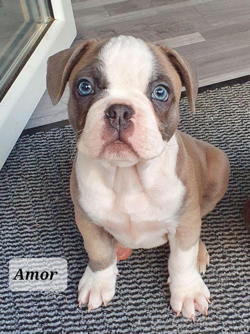 Französischer Bulldogge Welpe sucht seine Familie