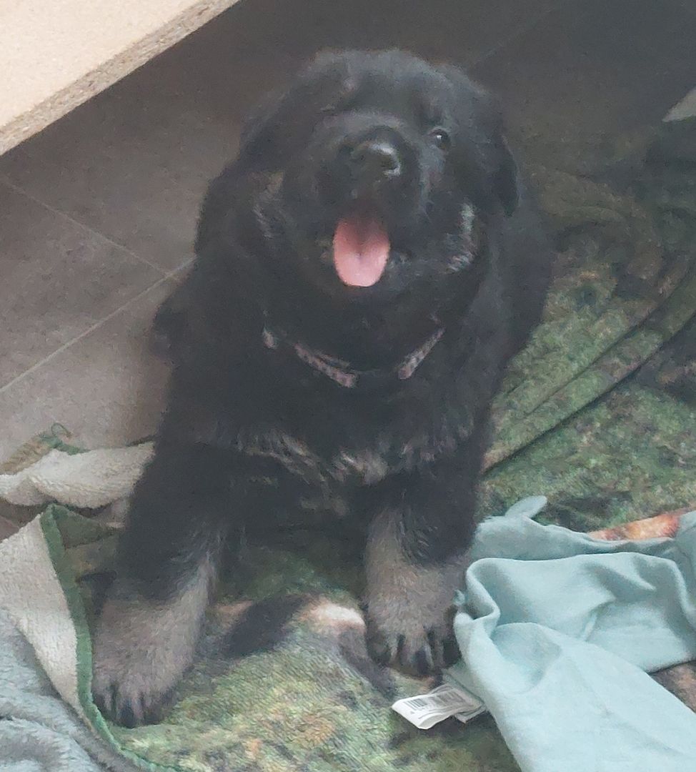 Schäferhund Welpen (Osteuropäisch)