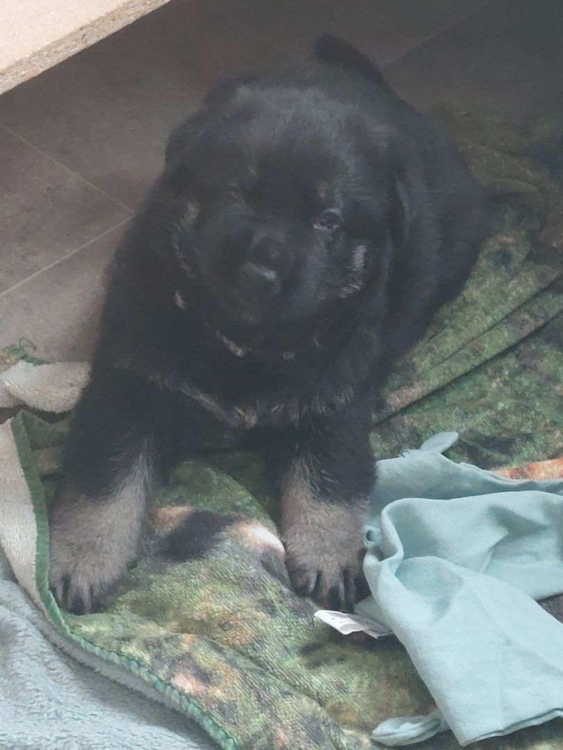 Schäferhund Welpen (Osteuropäisch)