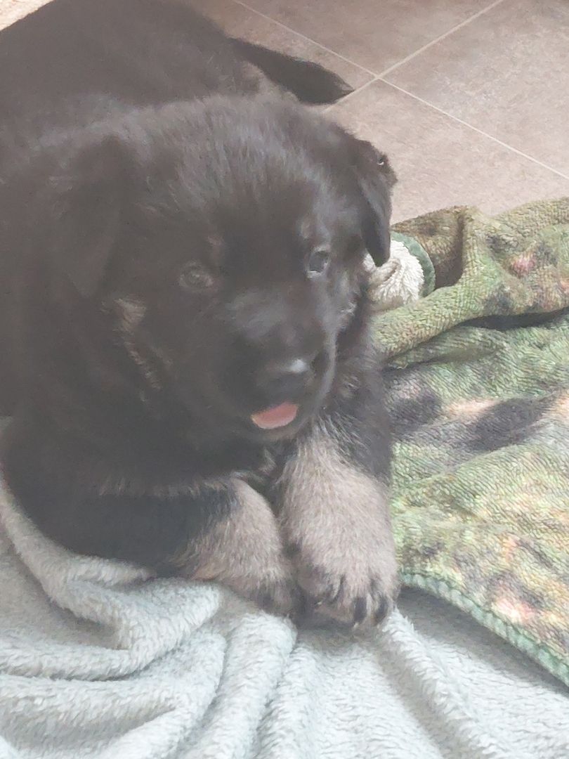 Schäferhund Welpen (Osteuropäisch)