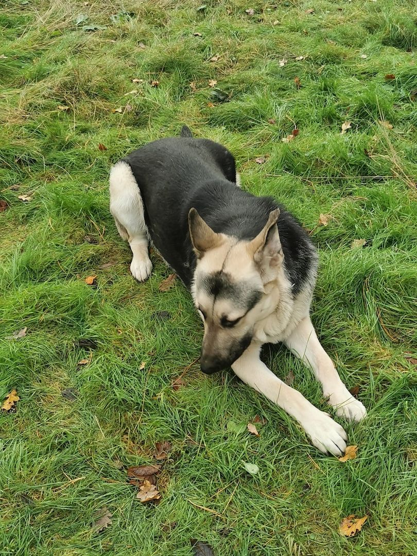 Schäferhund Welpen (Osteuropäisch)