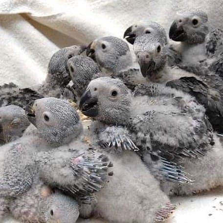 Baby, das afrikanisches Grau spricht.