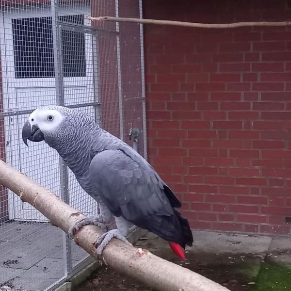 1. 1 Graupapageien Paar