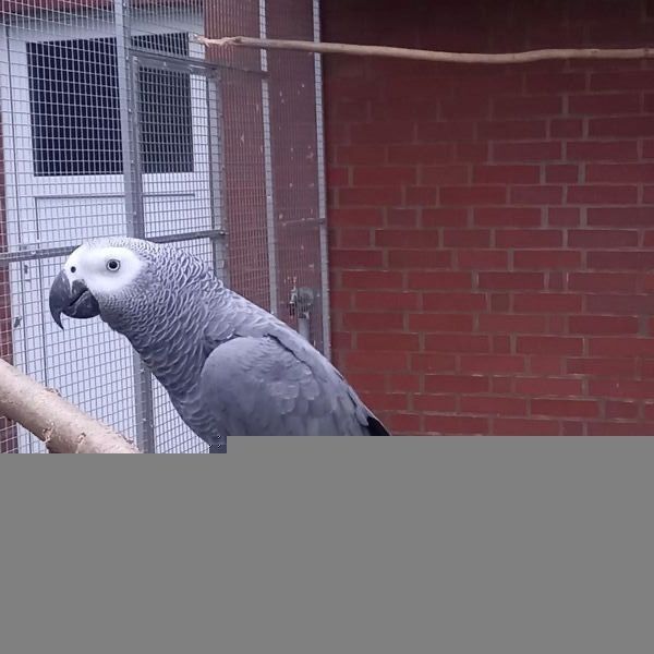 1. 1 Graupapageien Paar