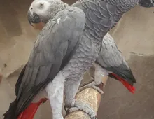 Papageien Pärchen