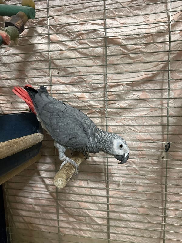 Afrikanischer königsgrauer Papagei