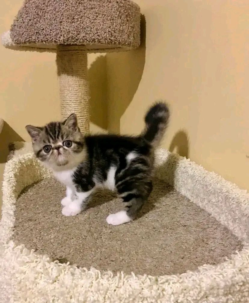 Schöne goldene und persische Chinchilla-Kätzchen