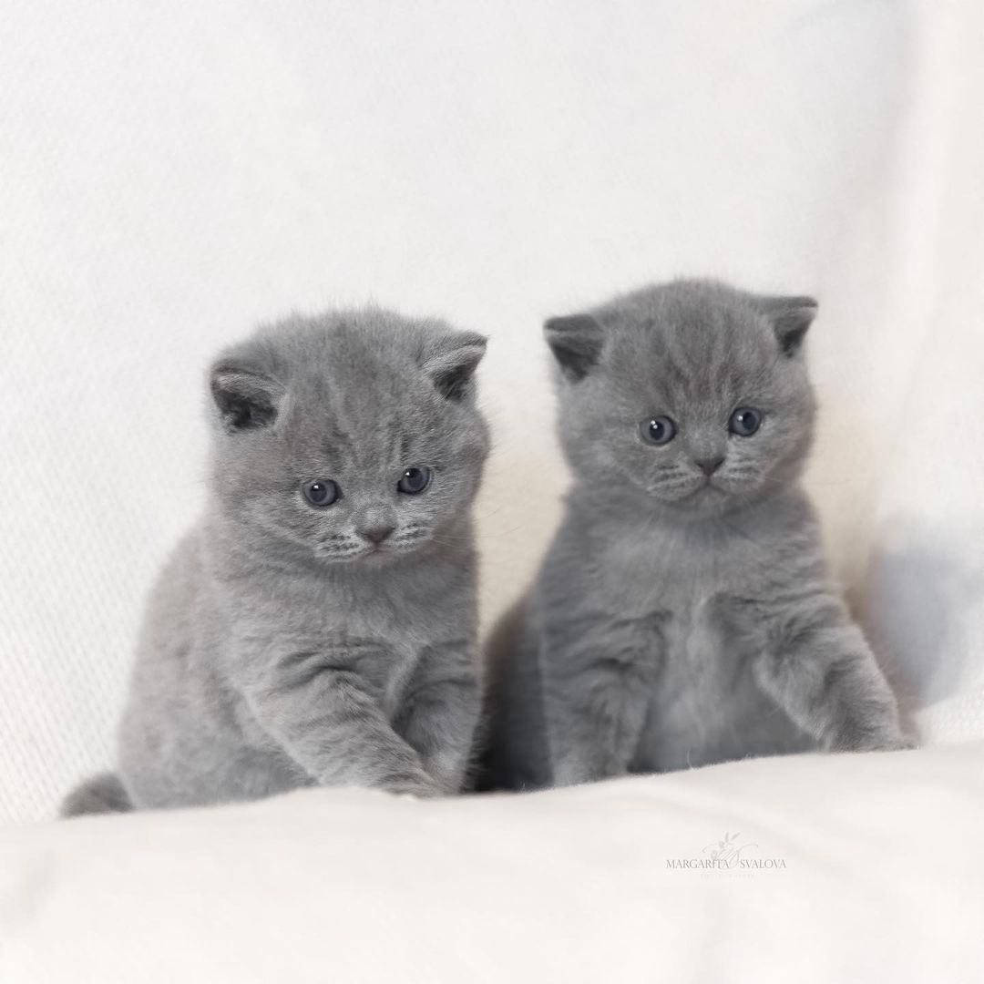 Wunderschöne Britisch Kurzhaar Kätzchen Wunderschöne Britisch Kurzhaar Kätzchen