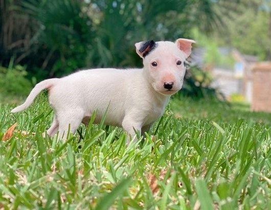 Mini-Bullterrier-Welpen