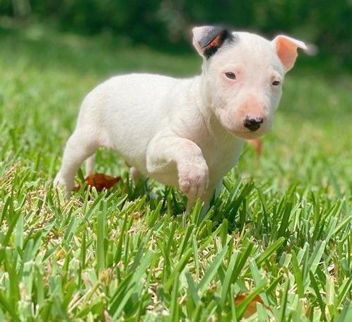 Mini-Bullterrier-Welpen