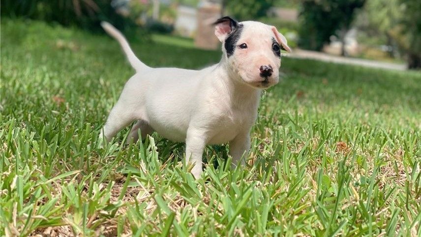 Mini-Bullterrier-Welpen