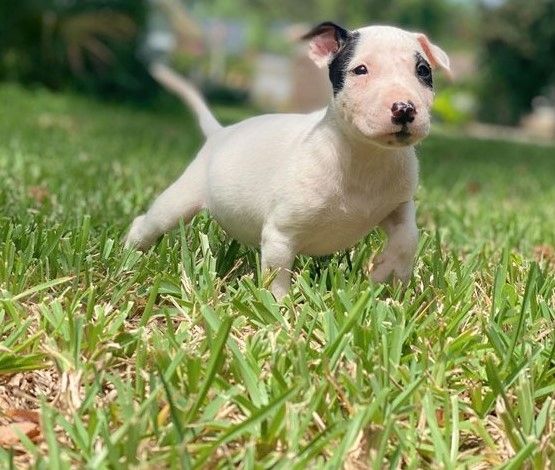 Mini-Bullterrier-Welpen