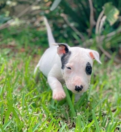 Mini-Bullterrier-Welpen
