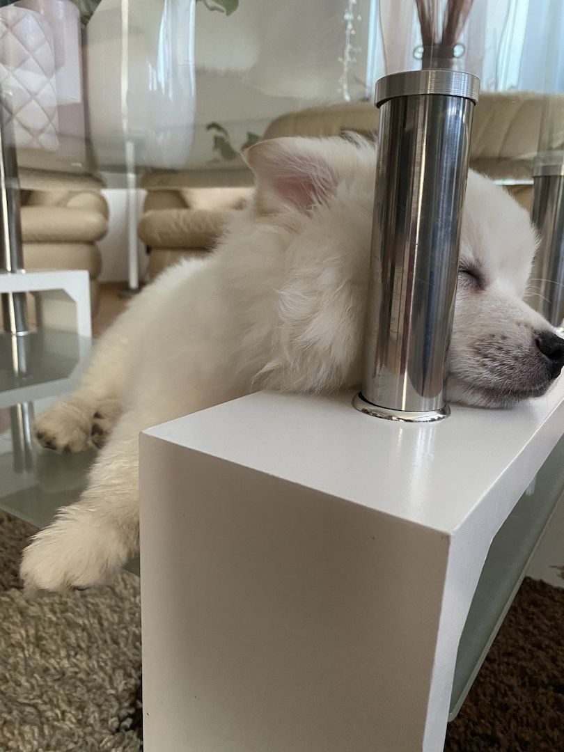 Spitz Welpen 16Wochen